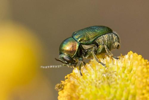 Cryptocephalus sp.
